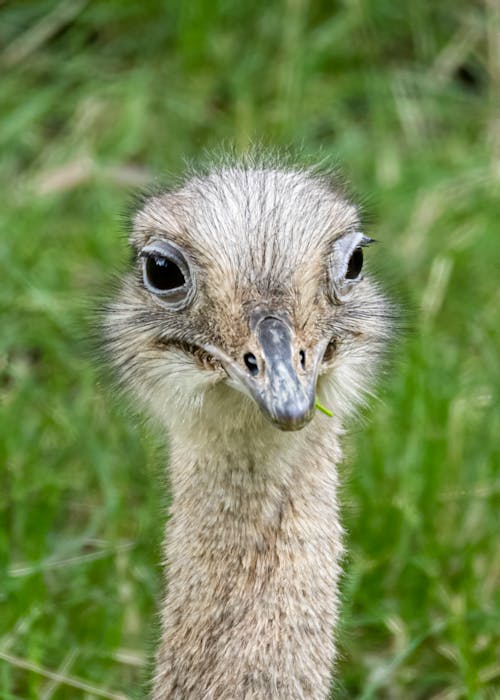 Ostrich Head in Close-up View