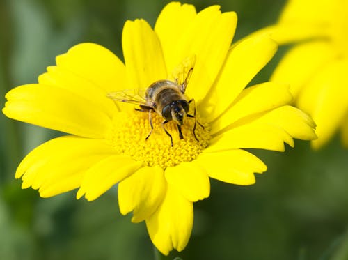 Bee on Yellow Flower