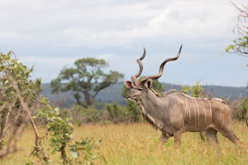 Beautiful Kudu Bull