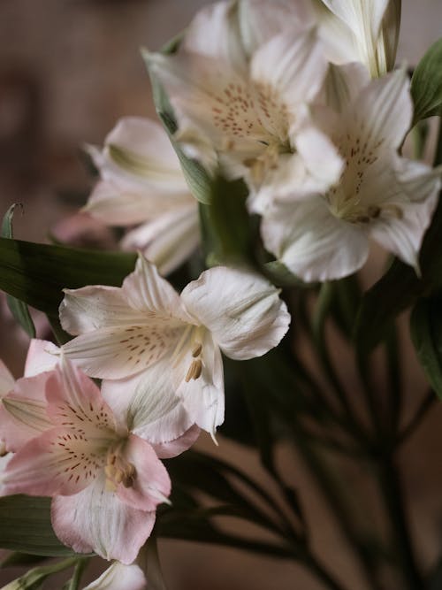 Close-up of a Bunch of Peruvian Lilies