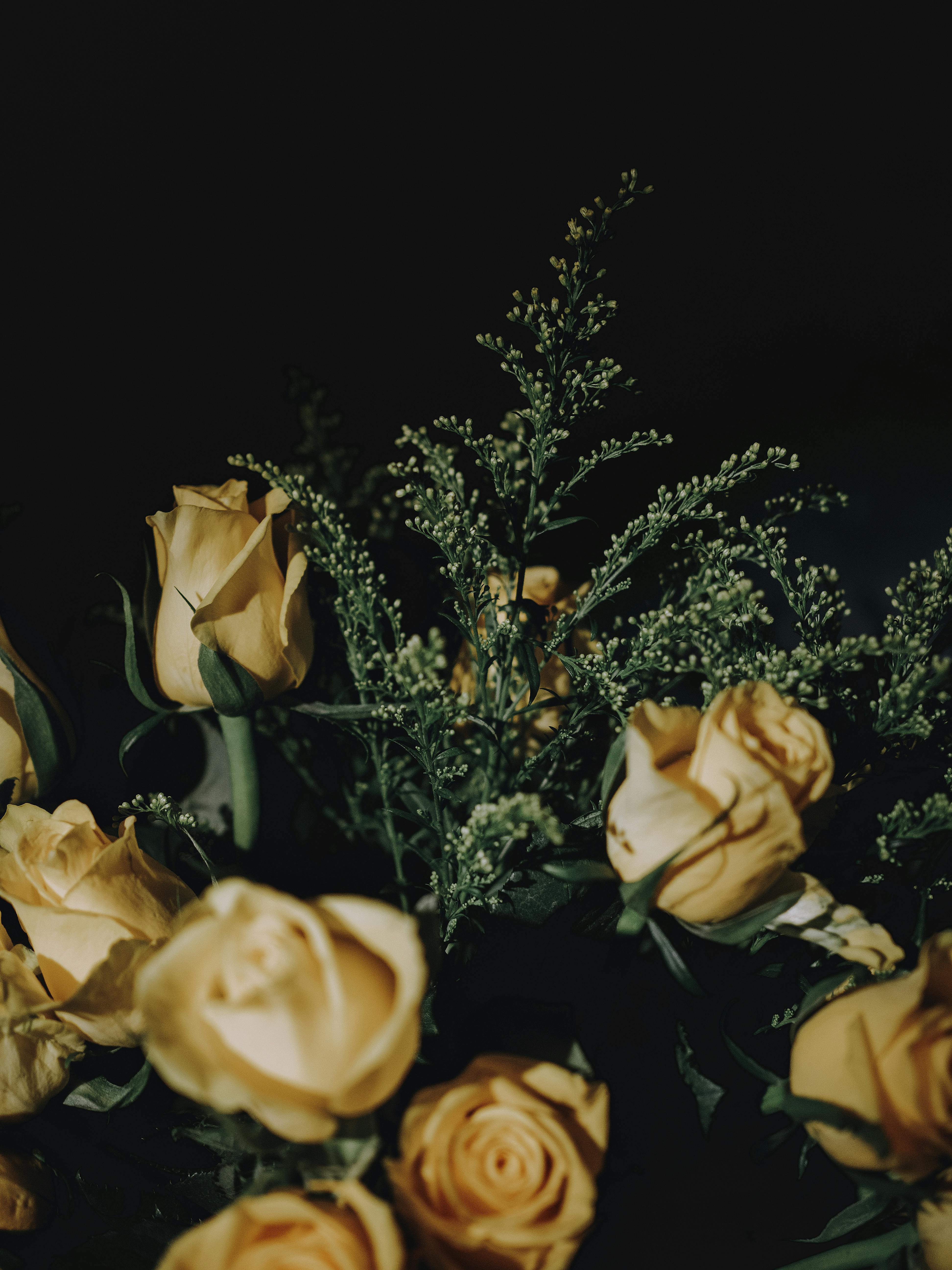 Close-up of a Bunch of Yellow Roses · Free Stock Photo, image size:3888x5184