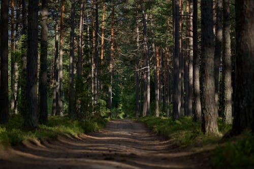 Dirt Path in Forest