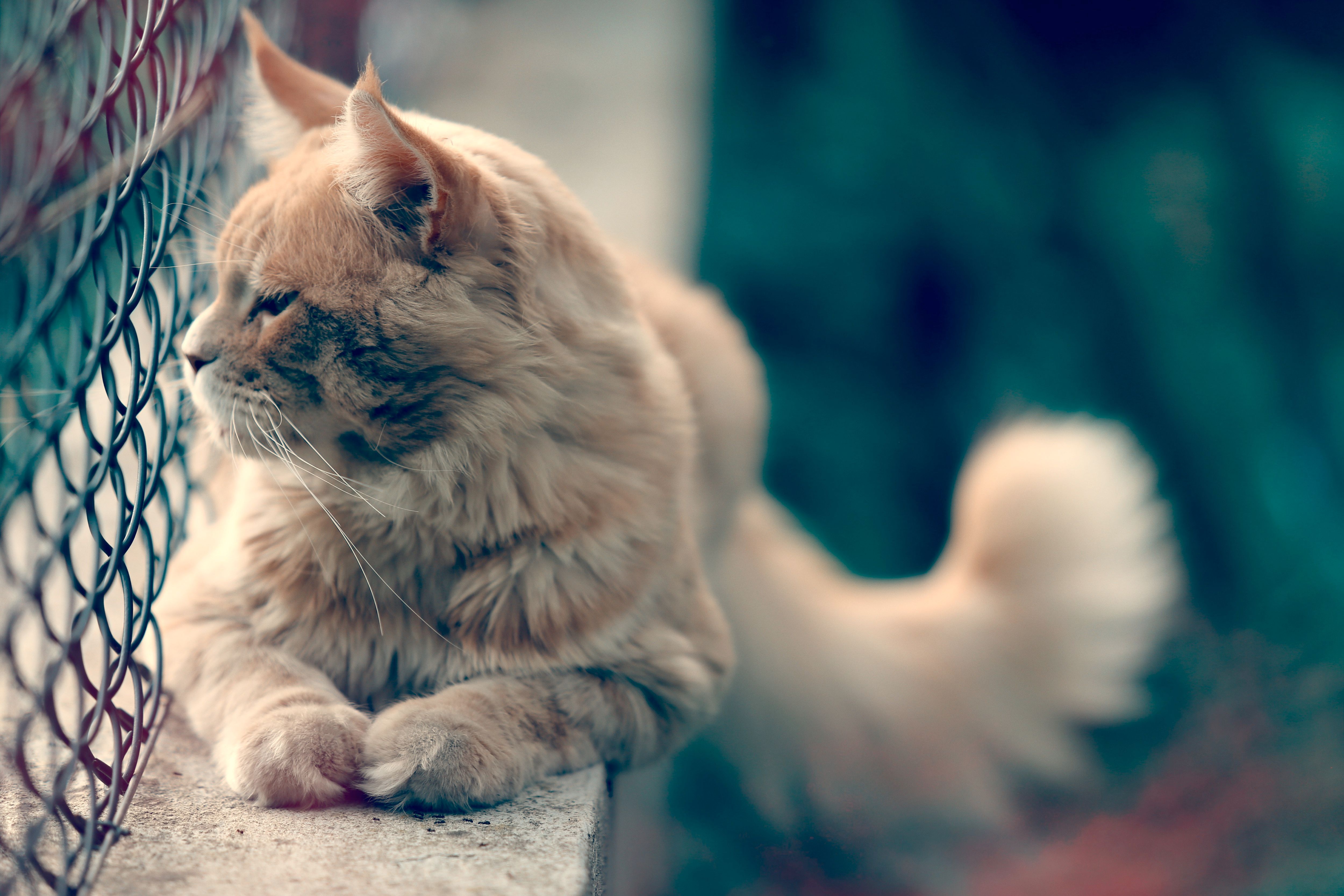 A fluffy Maine Coon cat lies comfortably beside a fence, enjoying the day.