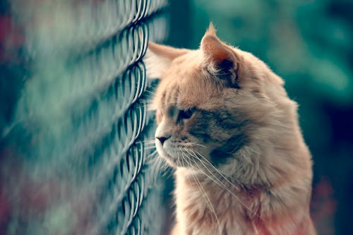 Close-up of a Cat Sitting near a Fence 