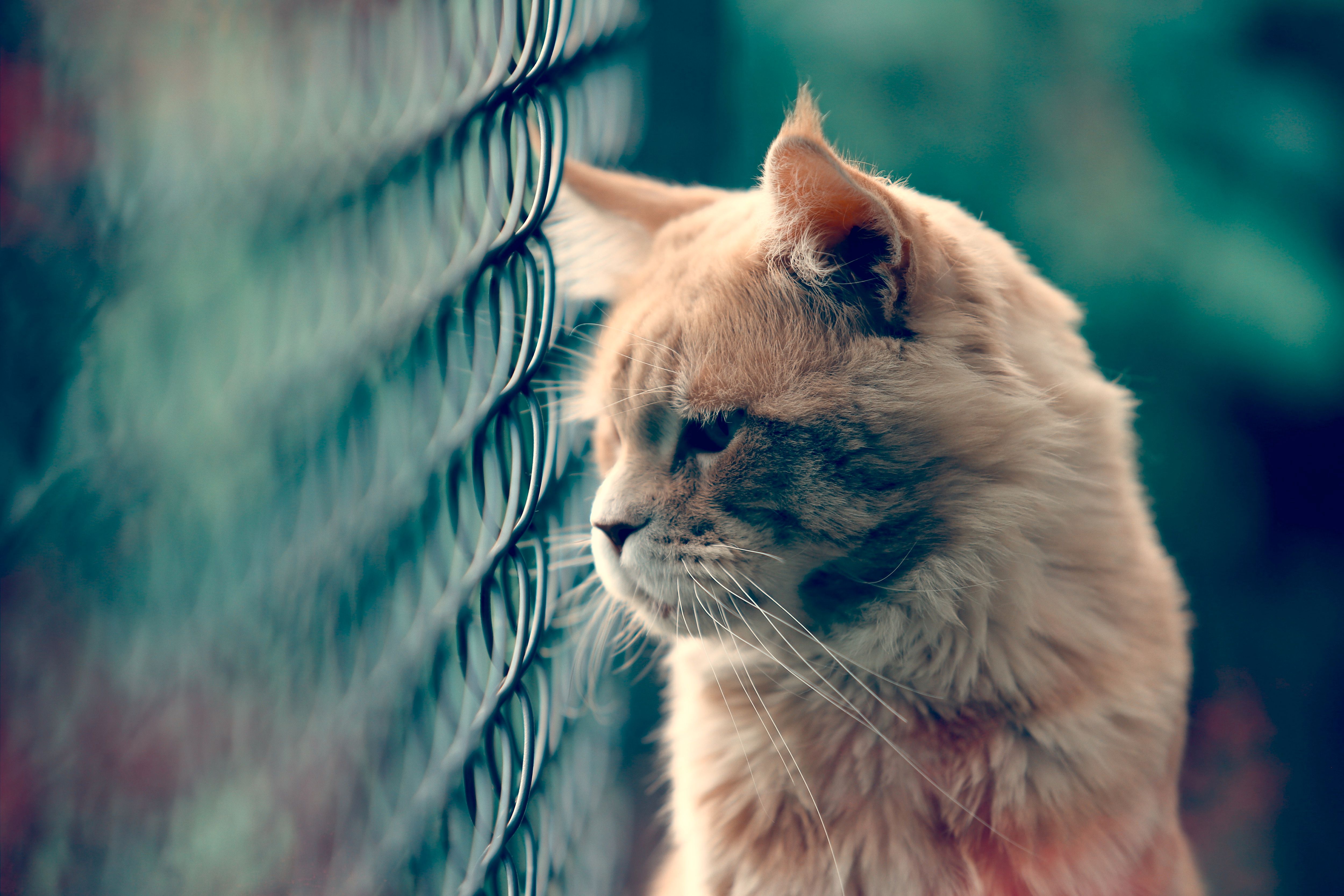 Close-up of a Cat Sitting near a Fence · Free Stock Photo