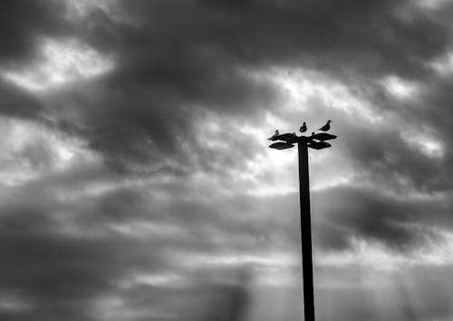 Dramatic Photo of Birds Perched on a Streetlight Against a Cloudy Sky