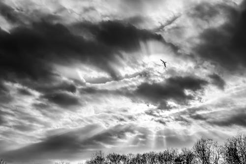 Základová fotografie zdarma na téma černobílý, dramatická obloha, létání