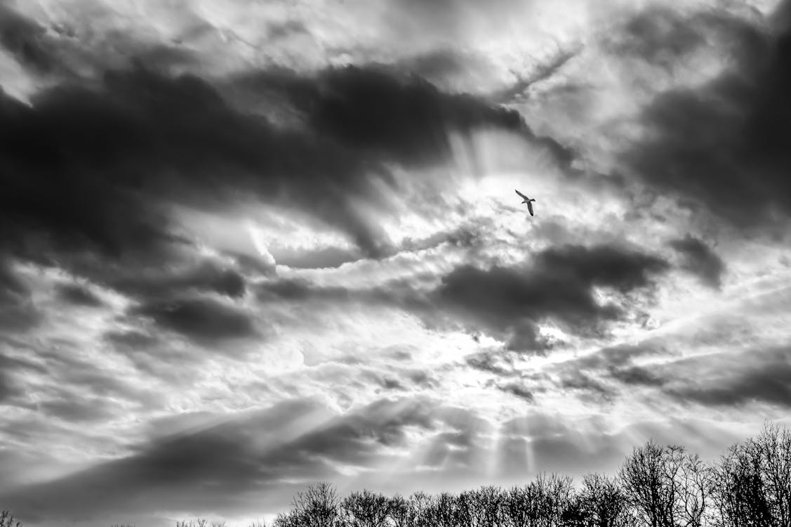 Bird Flying in Dramatic Sky
