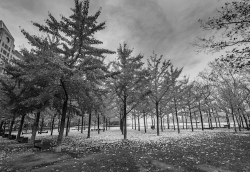 Darmowe zdjęcie z galerii z czarno-biały, drzewa, monochromatyczny