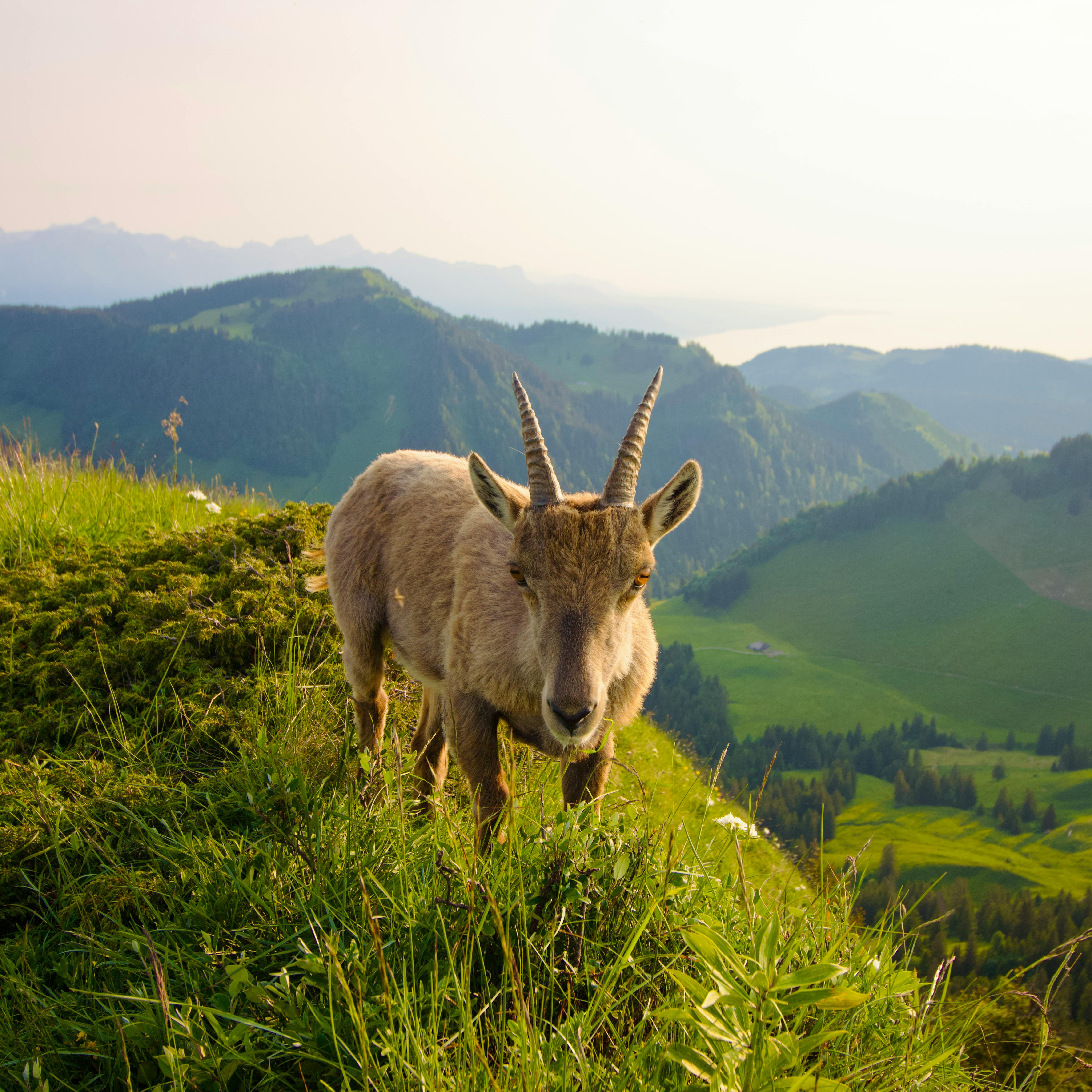 grátis Foto profissional grátis de animais selvagens, animal selvagem, ao ar livre Foto profissional