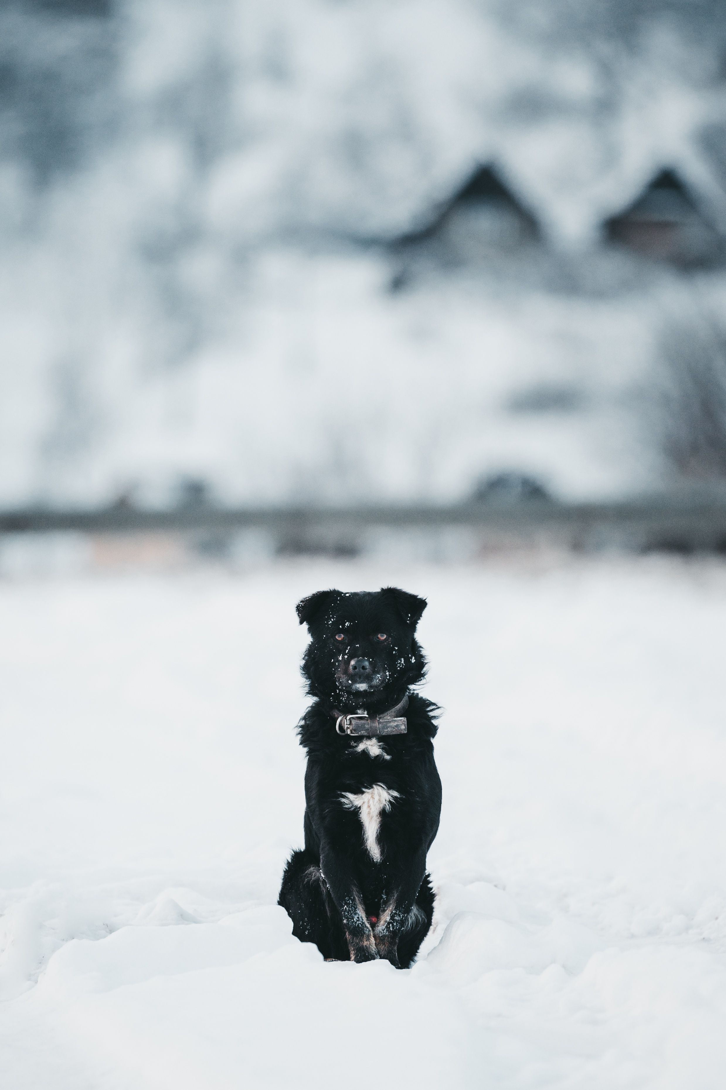 Dog Sitting on Snowed Field · Free Stock Photo