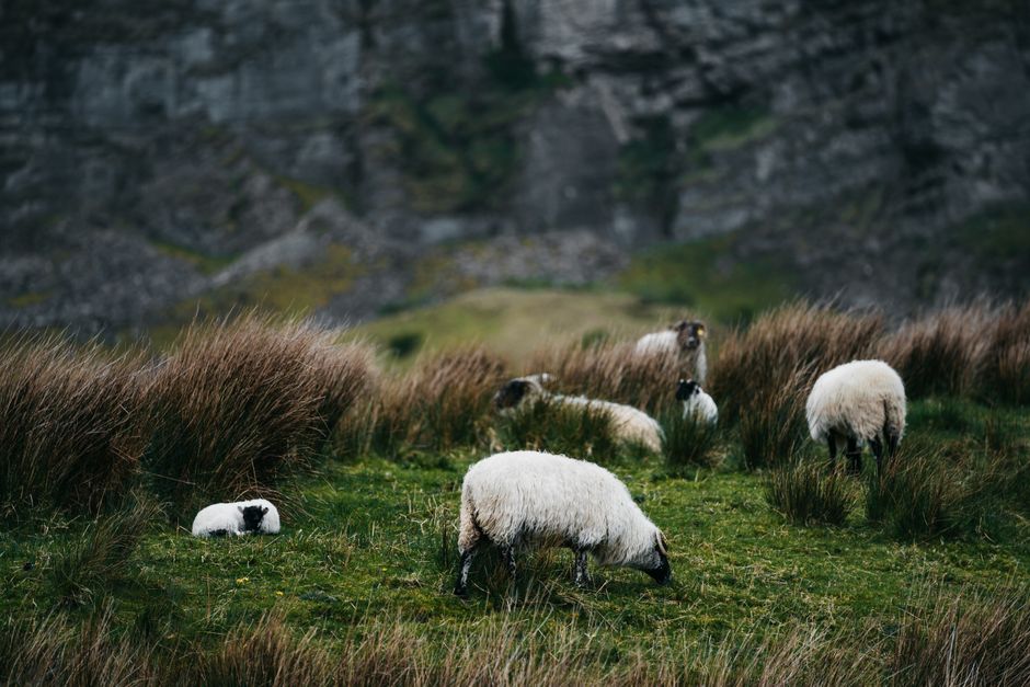 A peaceful scene of sheep grazing in a mountainous, rural landscape with lush green pastures.