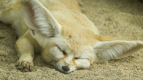 Fennec Box Lying Down