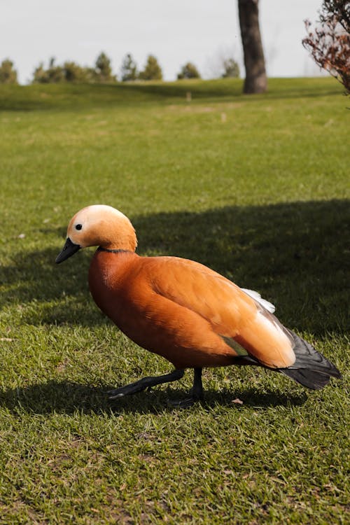 A duck is standing in the grass near a tree