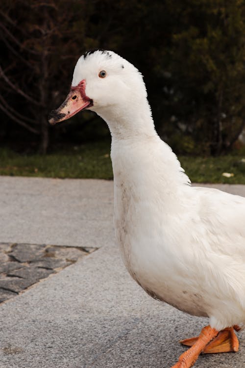 A white duck walking on a sidewalk