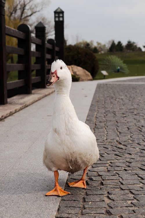 A white duck standing on a paved walkway