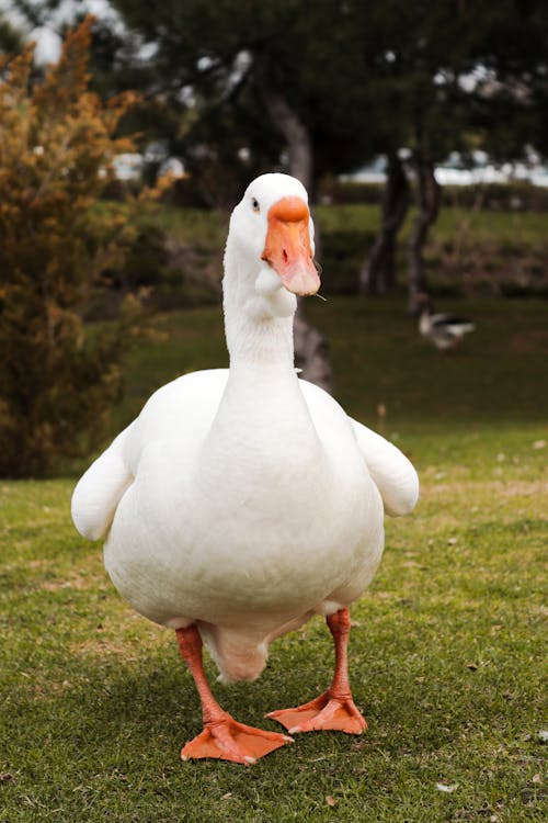 A white goose standing on a grassy field