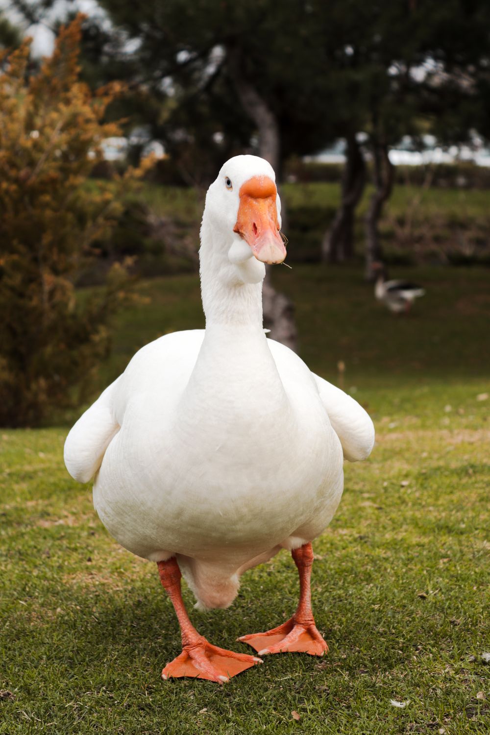Goose Stranding A white goose standing on a grassy field · Free Stock Photo