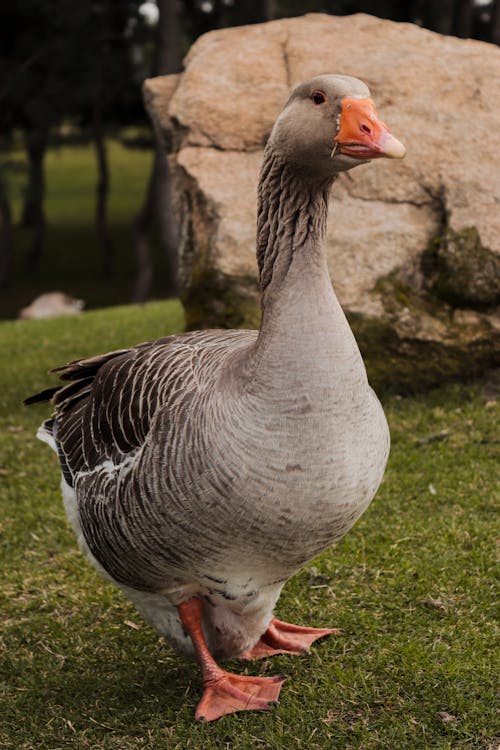 คลังภาพถ่ายฟรี ของ greylag goose, กลางแจ้ง, ขนนก