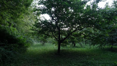 大樹, 景觀, 森林 的 免費圖庫相片