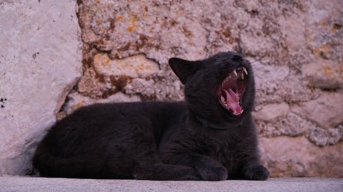 宠物猫, 灰猫, 石牆 的 免费素材图片