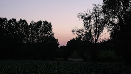 日落, 樹木, 玉米 的 免费素材图片