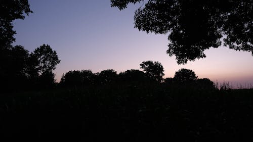 日落, 樹木, 玉米 的 免费素材图片
