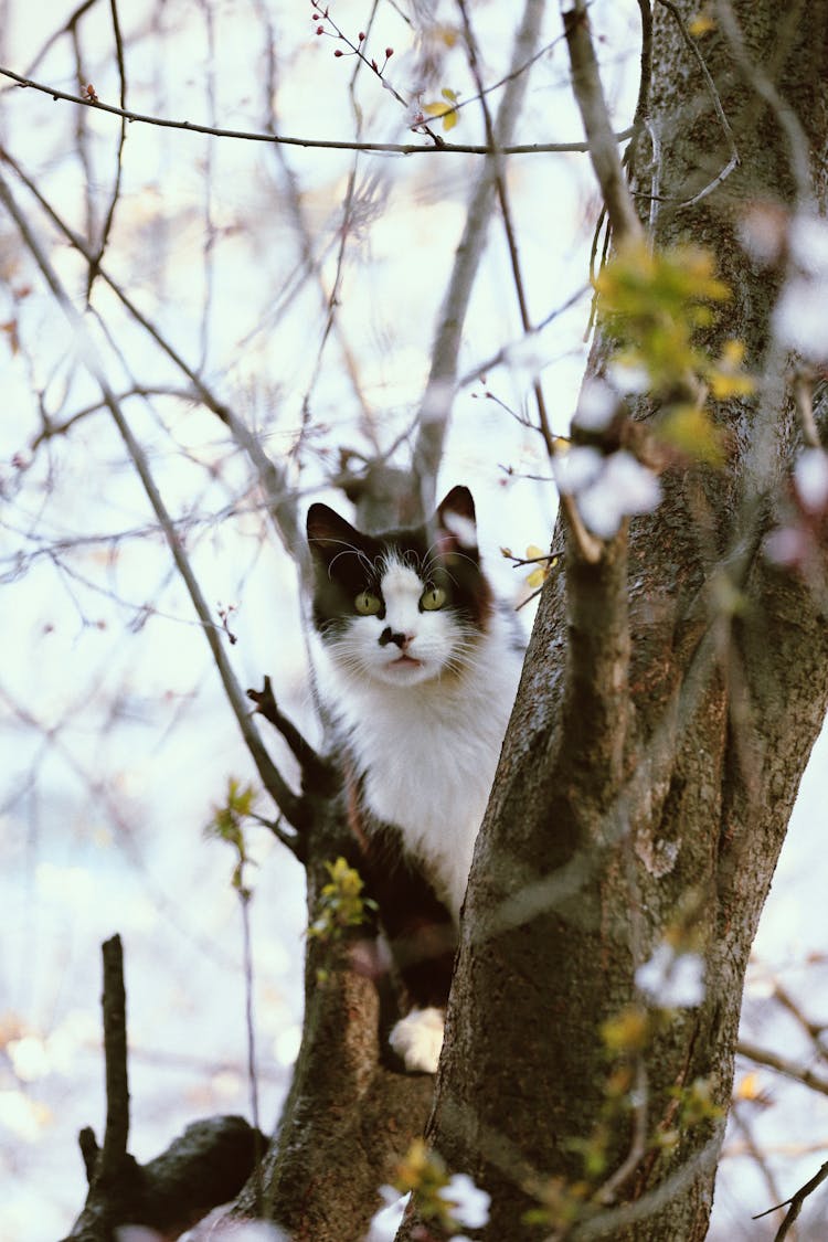 Tuxedo Cat On Tree