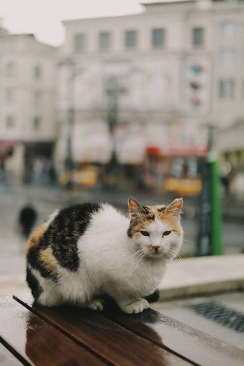 Cat Lying Down on Wall