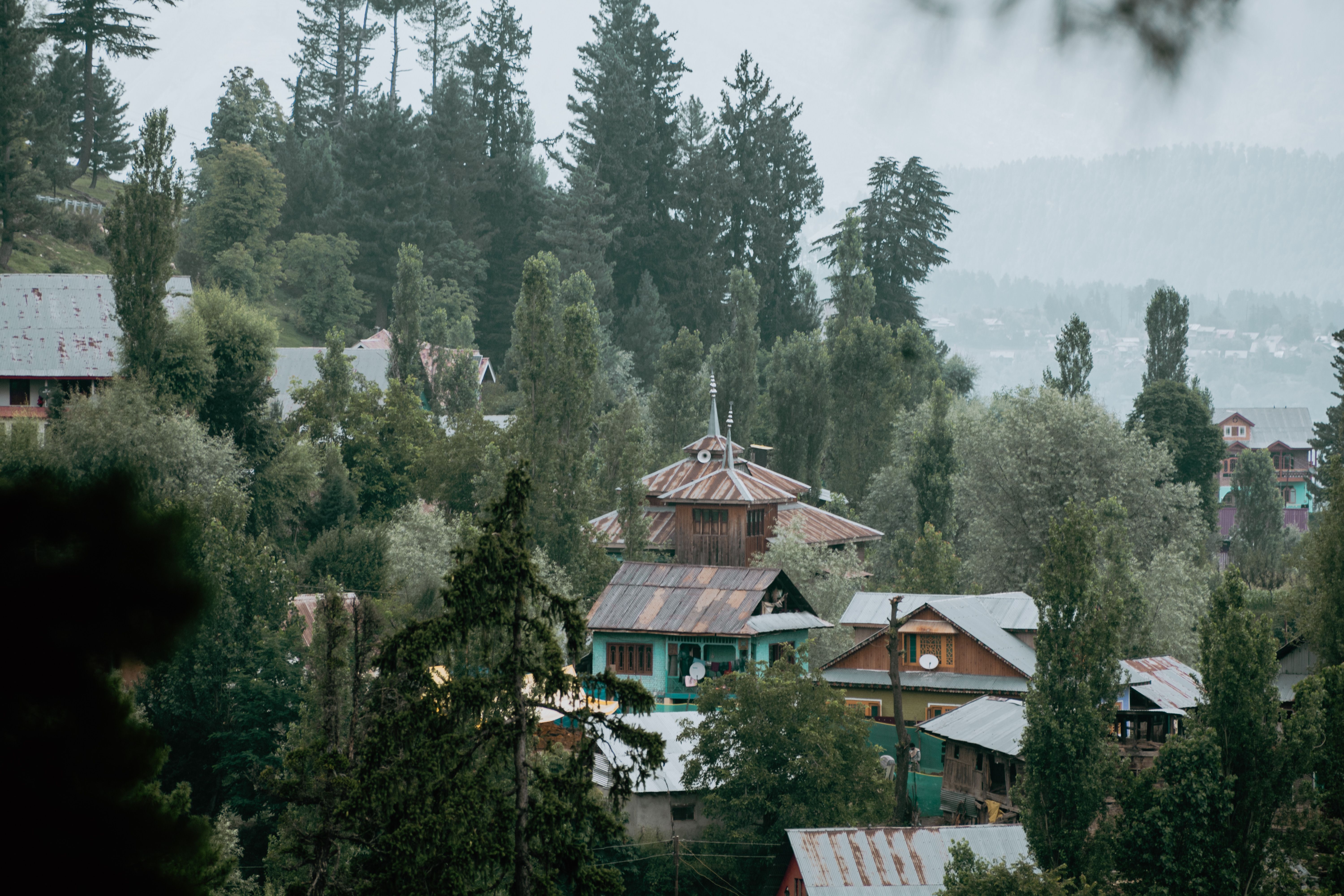Moody Green Forest · Free Stock Photo