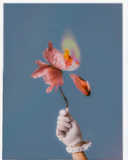 Edited Film Photo of a Person Wearing a White Glove Holding a Burning Flower
