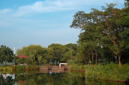 View of a Body of Water Surrounded with Green Trees and Shrubs 