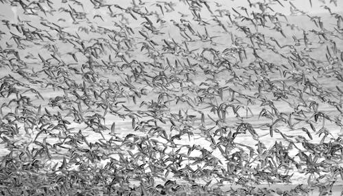 Flock of Birds in Black and White