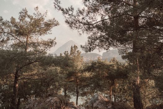 Green Trees in Deep Forest