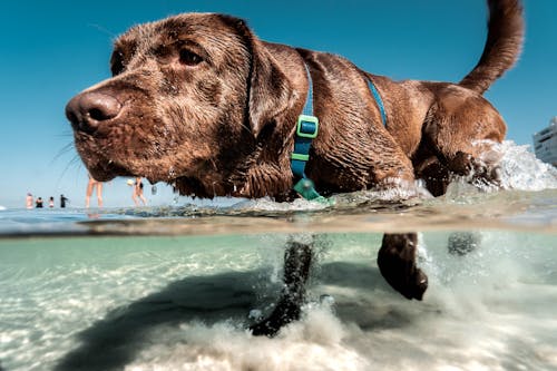 Chocolate Labrador Retriever in Water