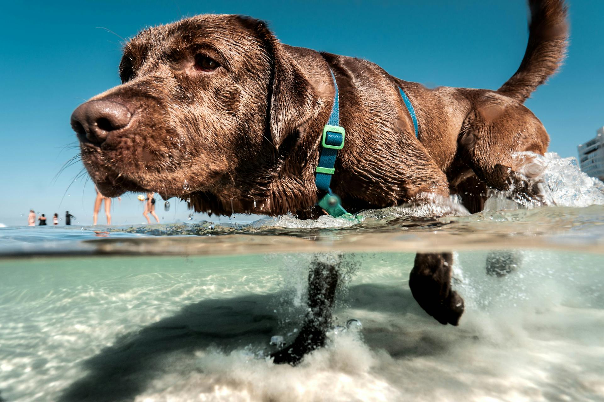 Chocolate Labrador Retriever in Water