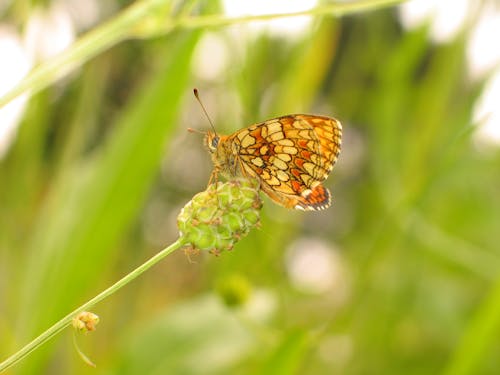 Kostnadsfri bild av blomma, djurfotografi, fjäril