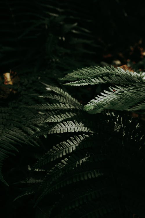 คลังภาพถ่ายฟรี ของ ธรรมชาติ, พืช, มืด