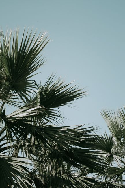 Peaceful scene of green palm leaves silhouetted against a clear, bright sky.
