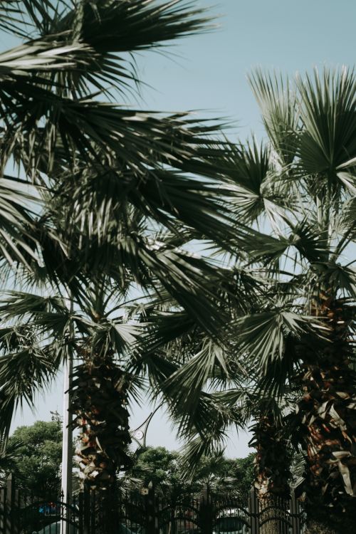 Free Vertical shot of palm trees with a tropical feel, ideal for cityscape designs. Stock Photo