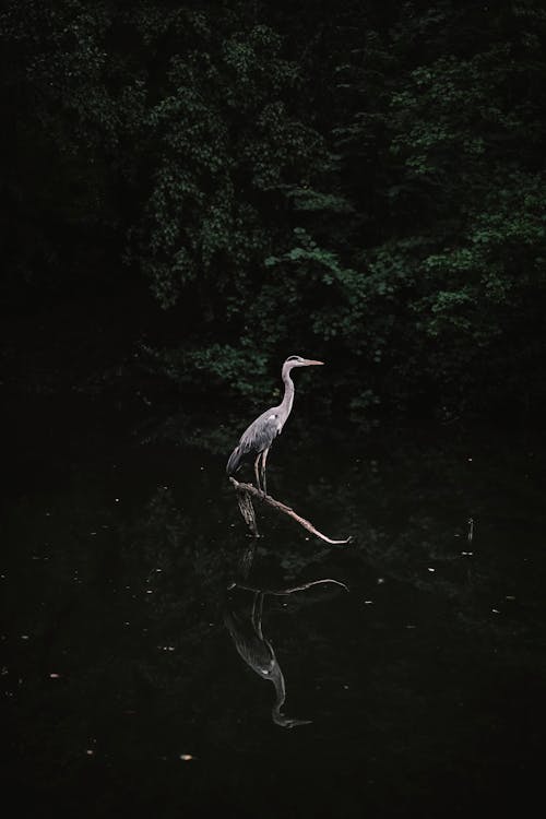 Foto stok gratis bangau, bangku, burung