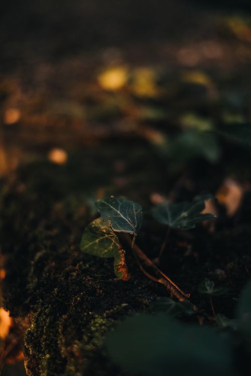 Free Detailed macro shot of ivy leaves growing on a mossy surface in natural light. Stock Photo