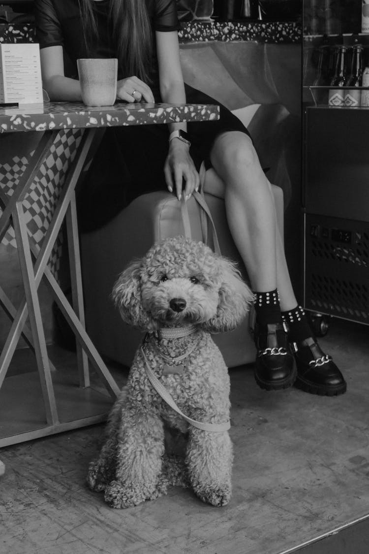 Woman Sitting In A Cafe With Her Dog 