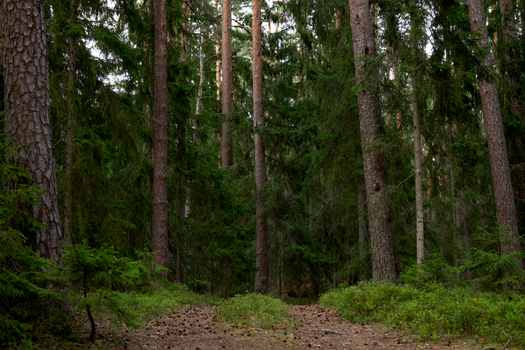 Explore the serene beauty of a peaceful woodland trail surrounded by tall evergreen trees.