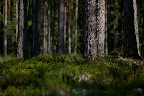 Gratis stockfoto met aarde, bomen, Bos