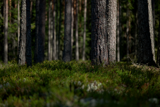Tranquil forest with towering trees and lush green undergrowth.