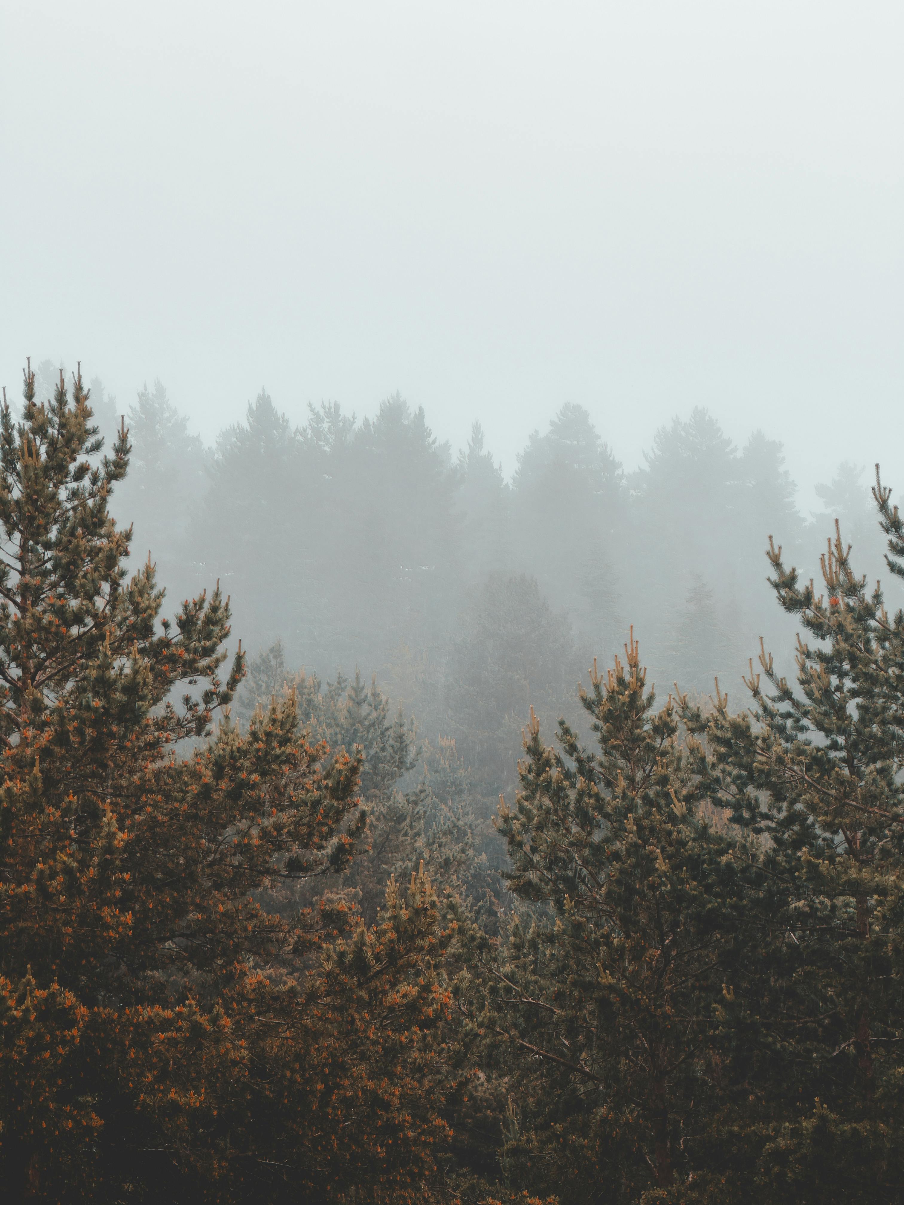 Fog over Forest · Free Stock Photo
