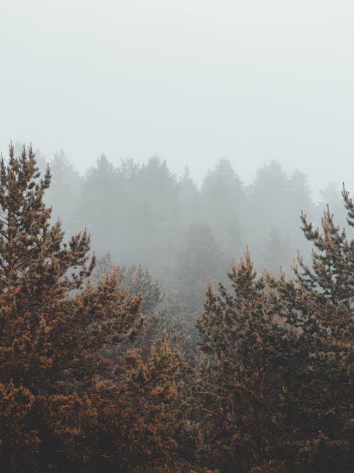 Fog over Forest 