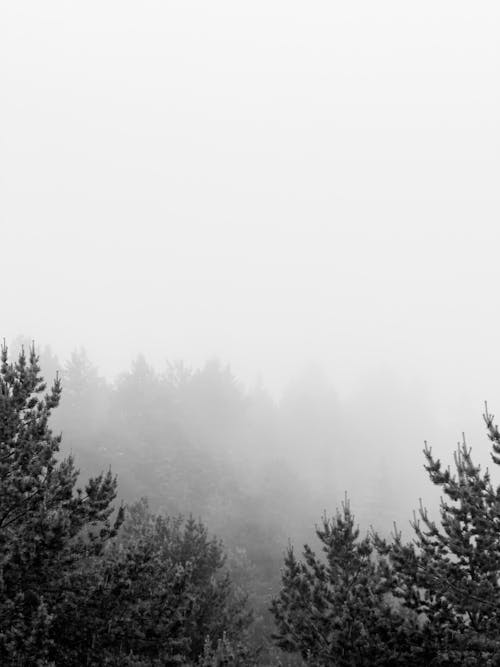 Foto profissional grátis de árvores, floresta, neblina