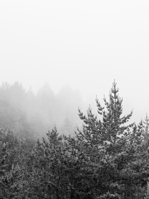 Fog over Trees in Forest